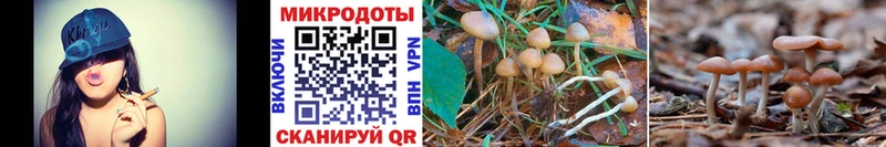 Галлюциногенные грибы Psilocybe  Жуковский 
